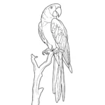 Guacamaya thumbnail