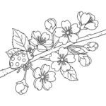 Flor de Cerezo thumbnail