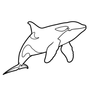 Orca thumbnail